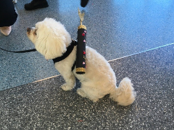 Just one of the furry volunteers at the event.