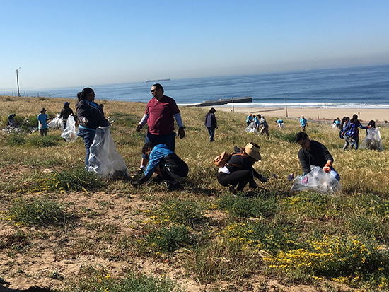 Volunteers cleaning up the dunes as they fill large clear bags with trash.